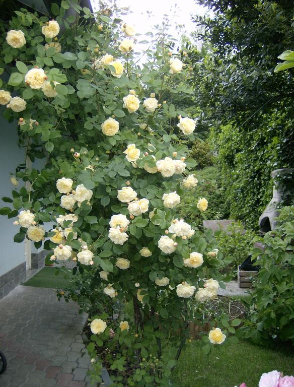 Il Giardino Delle Farfalle Valgioie Exterior foto